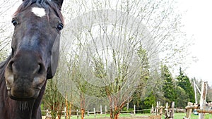 Two beautiful black horses.