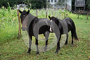 Two beautiful black horses grazing near corn field outdoors