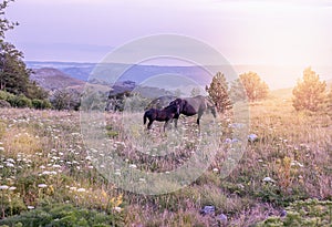 two beautiful black horses in summer sunset