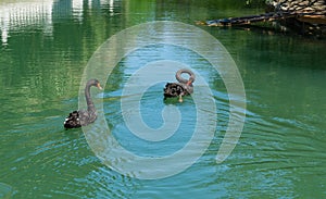 Two beautiful black swans Cygnus Atratus swim in emerald water of  pond called Big Lake with Swan Island. Sunny spring