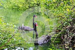 Two beautiful Black Swans, Lake Taupo, New Zealand