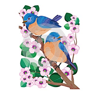 Two beautiful blue birds sit on a branch of a tree that blooms with pink flowers, isolated object on a white background, vector