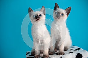 Two blue-eyed Siamese kitten on a blue background