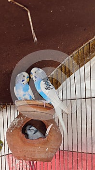 Two Beautiful blue parrots sitting together and romances