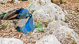 Two beautiful blue peacocks sitting on rocks