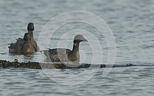 Two beautiful Brent Geese Branta bernicla swimming in the sea.