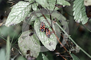 Two beautiful bright beetle Pyrrhocoris apterus