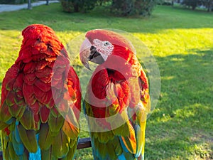 Two beautiful bright macaw parrots, parrots on the street