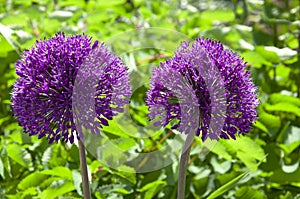 Two beautiful bright purple wild onion Allium flowers and ornamental plants and herbs