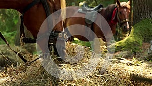 Two beautiful brown horses are eating hay.