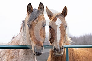 Two beautiful brown horses standing in a meadow on Wolfe Island, Ontario, Canada