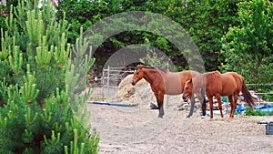 Two beautiful brown horses walk on the paddock