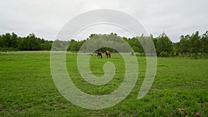 Two beautiful brown horses walk on the paddock