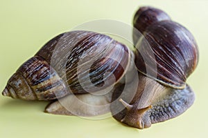 Two beautiful brown and white Achatina with a spiral shell are crawling on a light background on a sunny day. Macro-healing slime