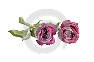 Two beautiful burgundy roses flowers with long stem and green leaves on white background isolated closeup