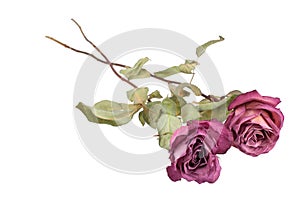 Two beautiful burgundy roses flowers with long stem and green leaves on white background isolated closeup
