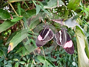 Two beautiful butterflies (heliconius erato)