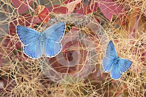 Two beautiful butterflies, polyommatus eros on fustet shrub in a