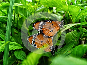 Two beautiful Butterflys mating on a green leafs