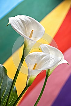 Two beautiful calla lilies with colorful background photo