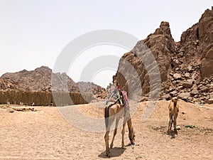 Two beautiful camel resting, grazing in the parking lot, halted with humps on hot yellow sand in the desert in Egypt against the b