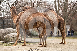 Two beautiful camels at zoo in Berlin