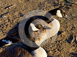 Two beautiful Canada geese