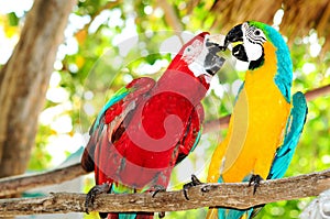 Two beautiful carribean maccaws on exotic beach