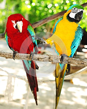 Two beautiful carribean maccaws on exotic beach at Saona island