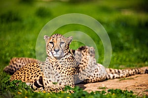 Two Beautiful Cheetahs Resting and Sunbathing on Green Grass