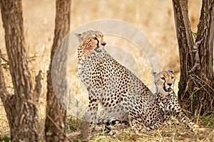 Two beautiful cheetahs rests under a tree in Serengeti