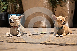 Two beautiful chihuahua dogs lying on the stone payment close up