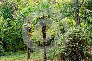 Two beautiful Chinese windmill palms Trachycarpus fortunei or Chusan palm in Massandra landscape park in Crimea. Landscape