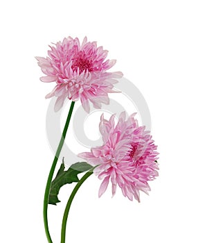 Two beautiful chrysanthemum photo