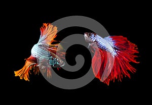 Two of beautiful color betta fighting fish preparing to fight on