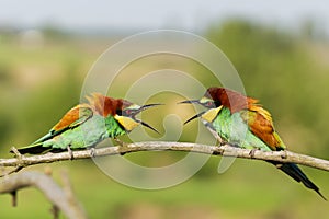 Two beautiful colorful birds scream at each other