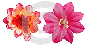 two beautiful colorful flowers isolated b