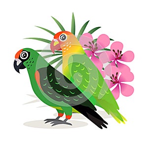 Two beautiful colorful parrots lovebird with pink flowers isolated on white background, exotic birds, vector