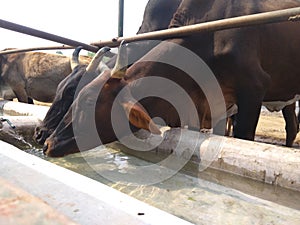 Two beautiful cow drinking water from one tap