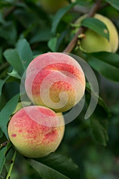 Two beautiful crimson ripe peaches