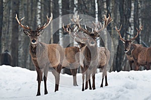 Two Beautiful Curious Trophy Deer Stag Close-Up, Surrounded By Herd. Winter Christmas Wildlife Landscape With Deer Cervus Elaphus