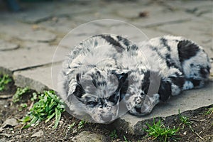 Two beautiful and cute Border Collie puppies sleeping and chilling over the backyard