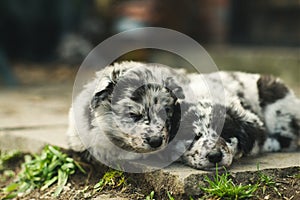 Two beautiful and cute Border Collie puppies sleeping and chilling over the backyard