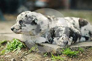 Two beautiful and cute Border Collie puppies sleeping and chilling over the backyard