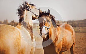 Two beautiful cute ponies graze together in a field. Equestrian life. Agriculture and livestock. Horse care