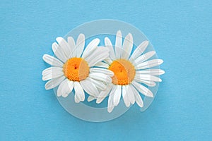 Two beautiful daisies on a blue background close-up