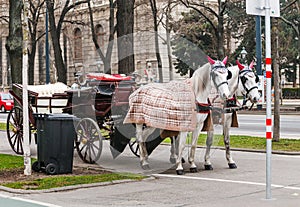 beautiful decorated white fiaker carriage horses on central streets of Vienna, Austria