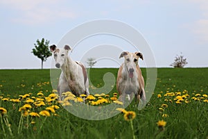 two beautiful galgos are standing in the garden in a field of dandelions photo