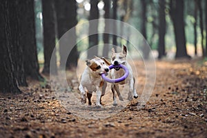 Two beautiful dogs play together and carry the toy to the owner. Aport performed by the American Staffordshire Terriers.