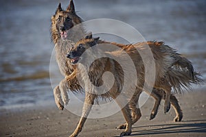 Two beautiful dogs are playing on a beach
